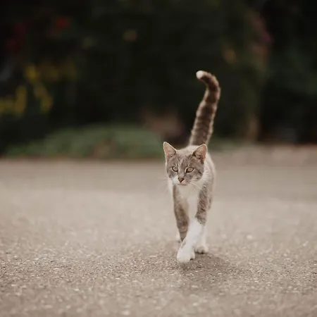 Ferienwohnung- Stabhalterhof * Freiamt